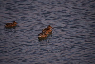 High angle view of ducks swimming in lake