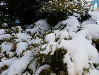 Close-up of snow on tree