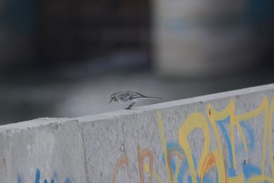 Close-up of insect on wall