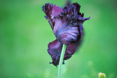 Close-up of purple iris flower