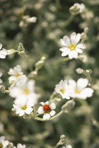 Close-up of white flowering plant