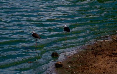 Ducks swimming on lake