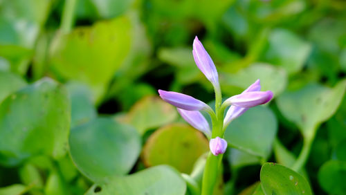 Close-up of purple flowering plant