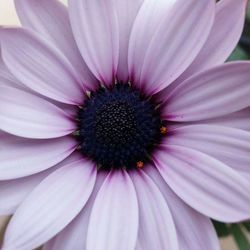 Close-up of purple flowers