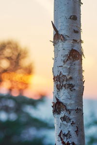 Close-up of tree trunk against sky during sunset