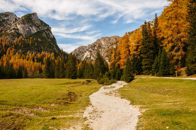 Trail leading towards autumn trees