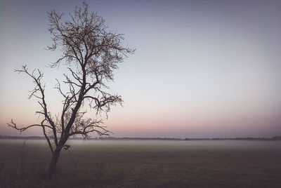 Bare tree on field against clear sky