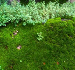 High angle view of flowering plants on land