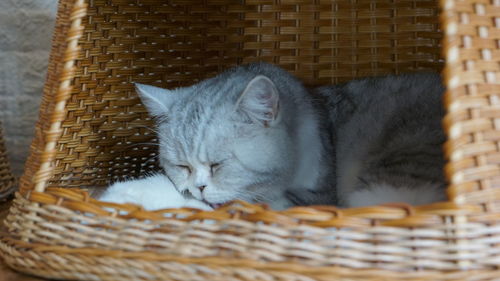 Cat sleeping in basket