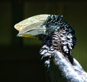 Close-up of bird