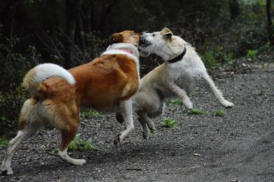 View of two dogs on street