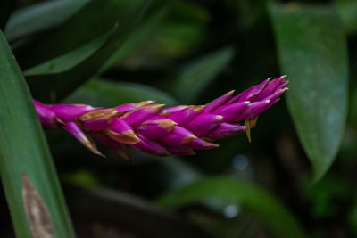 Close-up of insect on pink flower blooming outdoors