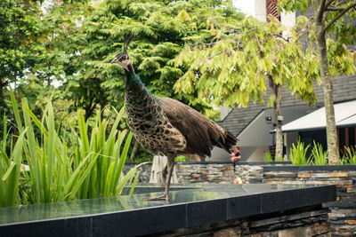 Peahen on retaining wall by grass