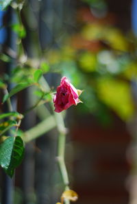 Close-up of rose plant