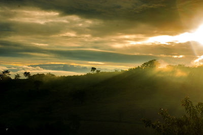 Scenic view of trees on field against sky at sunset