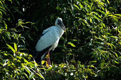 Close-up of bird perching on tree