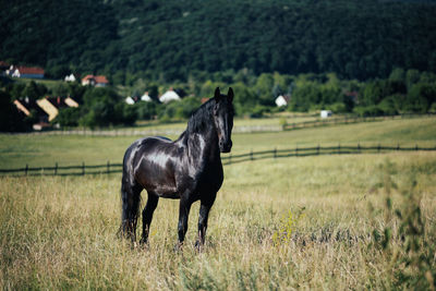 Horse standing on field