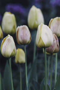 Close-up of flowering plant