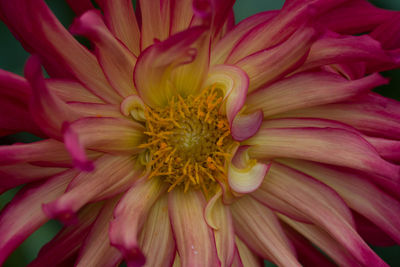 Close-up of pink flower