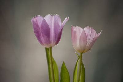 Close-up of crocus blooming outdoors