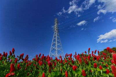 Low angle view of red flowering plants against blue sky