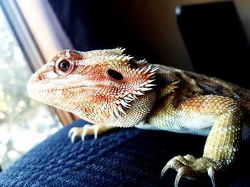 Close-up of lizard