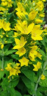 Close-up of yellow flowering plant