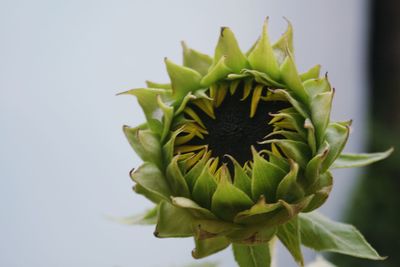 Sunflower before they bloom