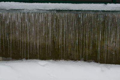 Frozen plants during winter