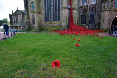 Red flowers in front of building