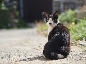 Portrait of cat