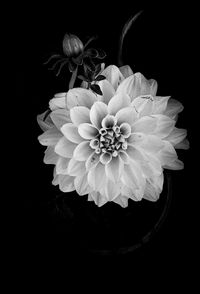 Close-up of dahlia against black background