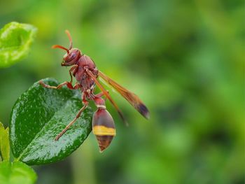 Close-up of insect on leaf