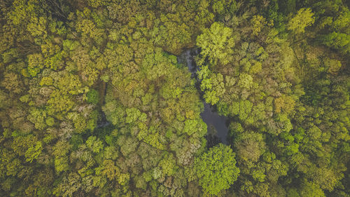 A overhead view of the bright green foliage during spring season