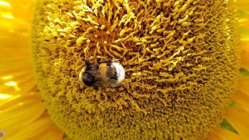 Close-up of bee pollinating on flower