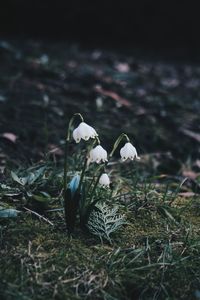 Close-up of white flowering plants on land