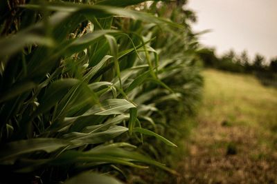 Close-up of fresh green plant on field