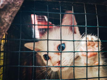 Portrait of cat in cage