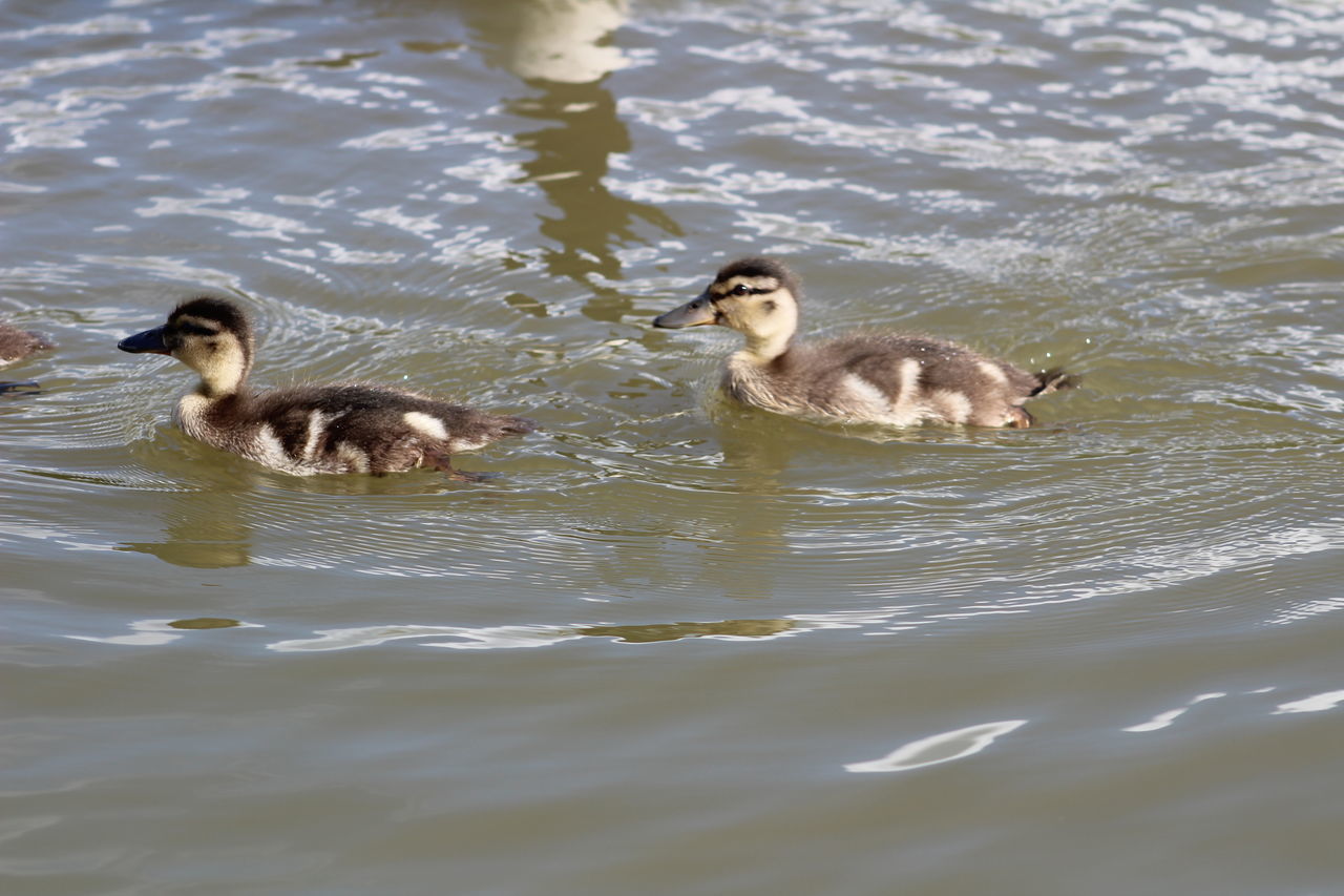 DUCKS SWIMMING IN LAKE