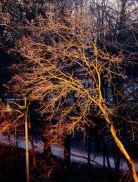 Close-up of tree at night