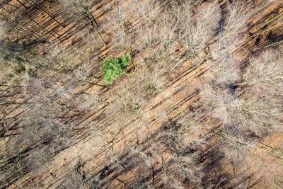 Full frame shot of tree trunk