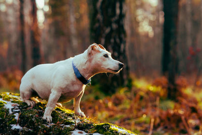 Beautiful dog jack russell walks in the autumn fores