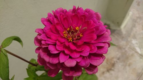 Close-up of pink flower blooming outdoors