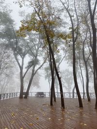 Trees and plants in park