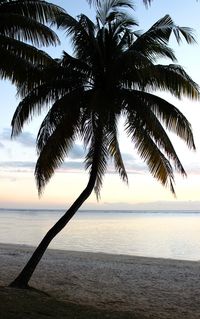Palm tree at beach during sunset