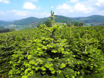 Rearing fir tree in the sauerland region of germany