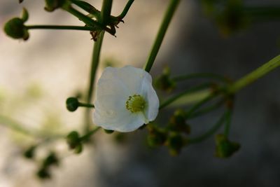 Close-up of white flowering plant