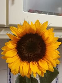 Close-up of sunflower