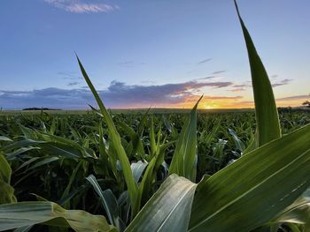 Close-up of wheat growing on field against sky