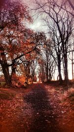 Sun shining through trees